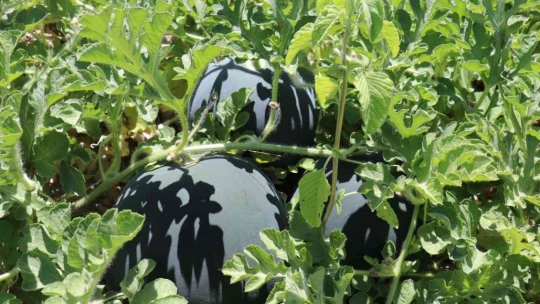 Yazıhan ovasında kavun hasadı