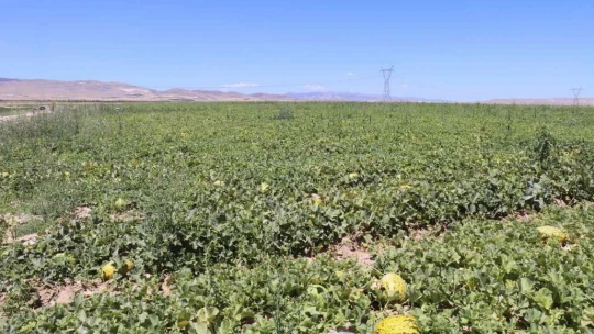 Yazıhan ovasında kavun hasadı