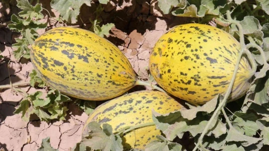 Yazıhan ovasında kavun hasadı