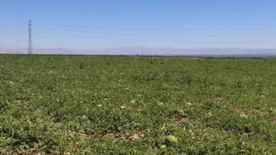 Yazıhan ovasında kavun hasadı