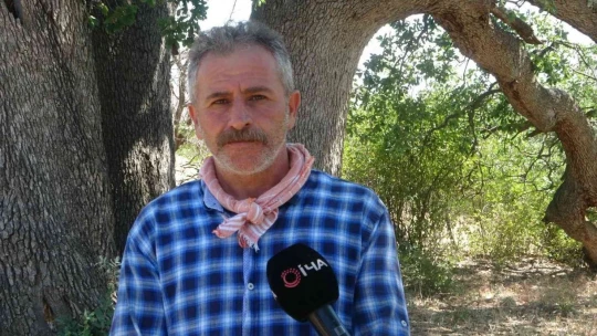 Yeni gelinin batıl inancı 500 yıllık meşe ağacını yaktı