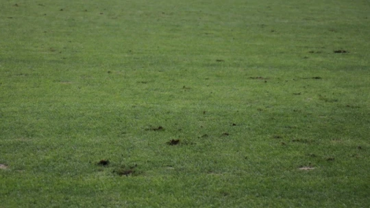 Yeni Malatya Stadı'nın zemini tepki çekti