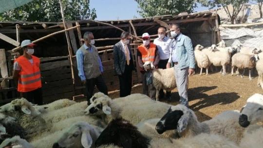 Yerli ırk hayvancılığın gelişmesi için bilgilendirme