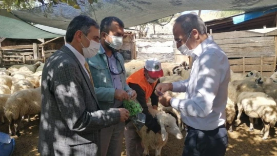 Yerli ırk hayvancılığın gelişmesi için bilgilendirme