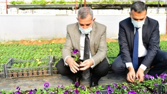 Yeşilyurt Belediye, kendi çiçeğini üretiyor