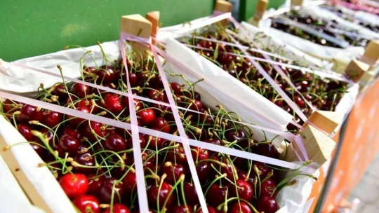 Yeşilyurt Belediyesi 'kiraz ve vişne bahçesi' kuruyor