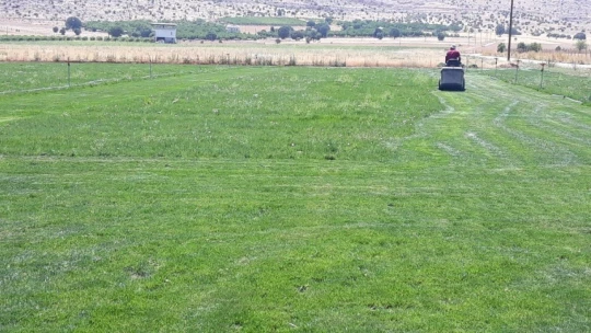 Yeşilyurt Belediyesi çimi kendi tesislerinde üretiyor