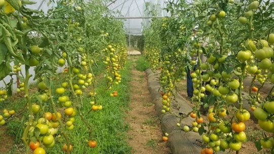 Yeşilyurt Belediyesi'nin tarımsal üretimi beğenildi