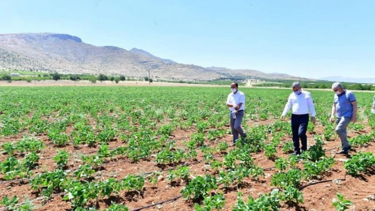 Yeşilyurt Belediyesi tarımsal arge sahasında üretimler hız kazandı