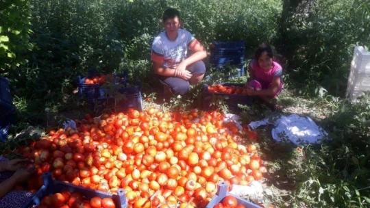 Yeşilyurt Belediyesinden fide desteği alanlara hasat yardımı