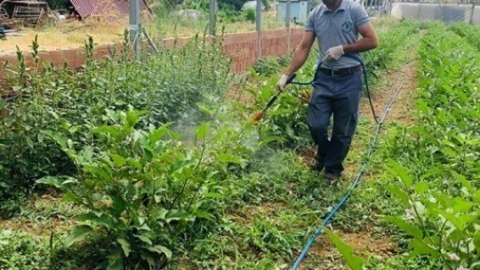 Yeşilyurt Belediyesinden fide desteği alanlara hasat yardımı