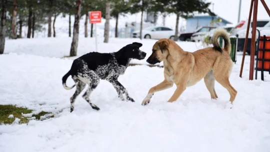 Yeşilyurt'ta kartpostallık görüntüler