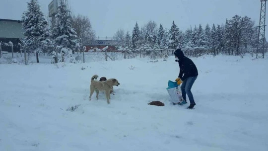 Yeşilyurt'ta sokak hayvanları unutulmadı