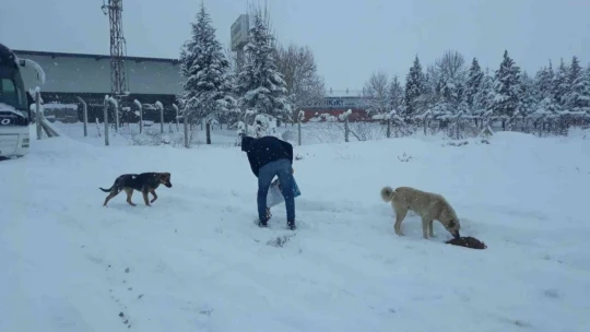 Yeşilyurt'ta sokak hayvanları unutulmadı