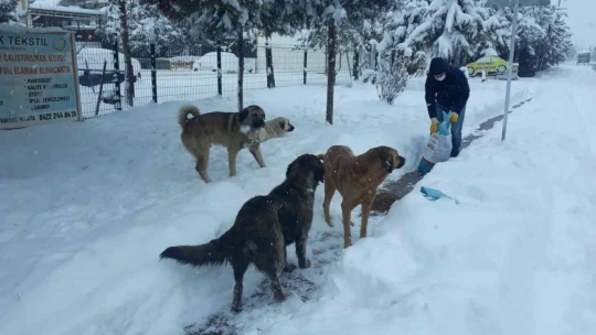 Yeşilyurt'ta sokak hayvanları unutulmadı