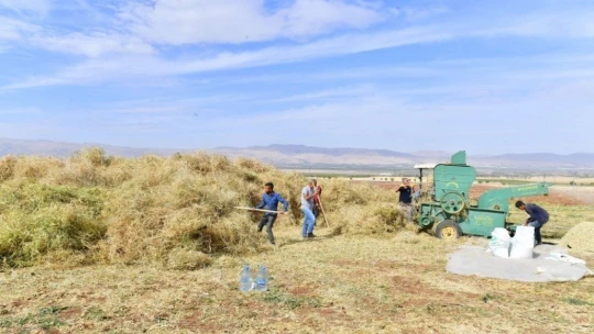 Yeşilyurt'ta tarımsal üretim ve AR-GE sahasında kuru fasulye hasadı