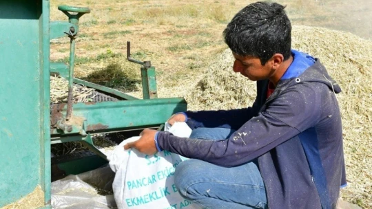 Yeşilyurt'ta tarımsal üretim ve AR-GE sahasında kuru fasulye hasadı
