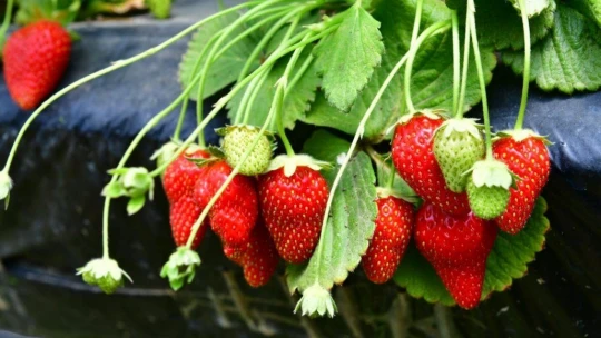 Yeşilyurt'ta sereda çilek yetiştiriciliği