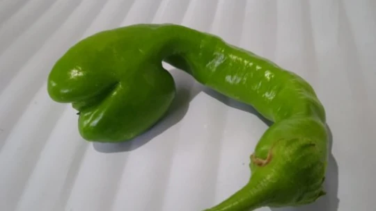 Yılan başlı biber görenleri şaşırttı