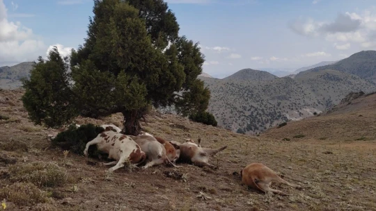 Yıldırım ağaca isabet etti: 9 inek telef oldu
