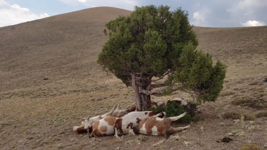 Yıldırım ağaca isabet etti: 9 inek telef oldu