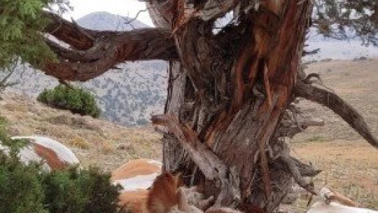 Yıldırım ağaca isabet etti: 9 inek telef oldu