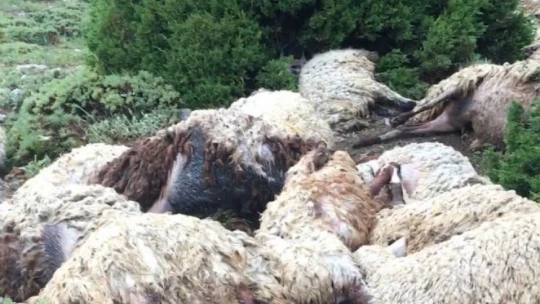 Yıldırım sürüyü telef etti