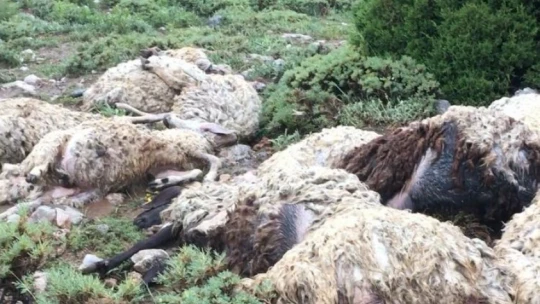 Yıldırım sürüyü telef etti