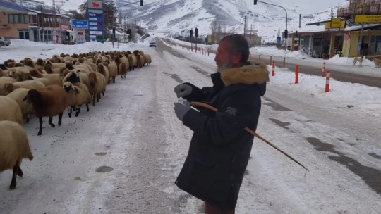 Yoğun kar yayladaki sürüleri yerinden etti