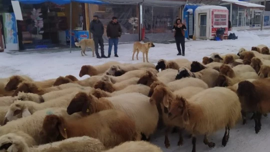 Yoğun kar yayladaki sürüleri yerinden etti