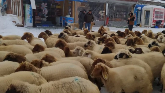 Yoğun kar yayladaki sürüleri yerinden etti