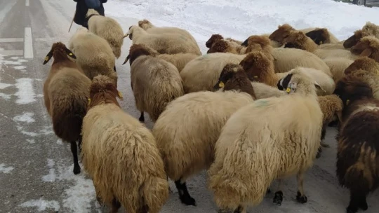 Yoğun kar yayladaki sürüleri yerinden etti