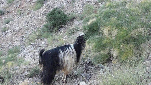 Kayalıklarda mahsur kalan keçi kurtarıldı