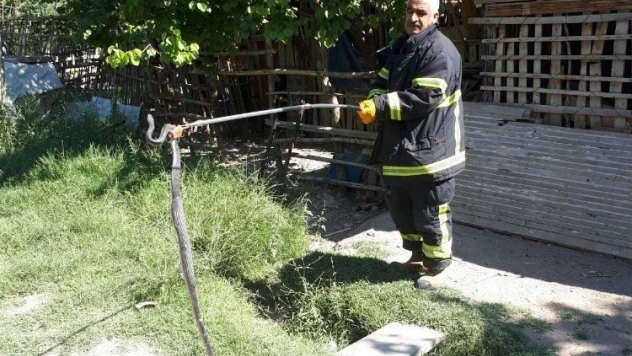 Depoya giren yılanı itfaiye yakaladı