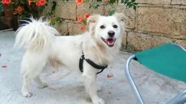 Çalınan köpeklerini arıyorlar
