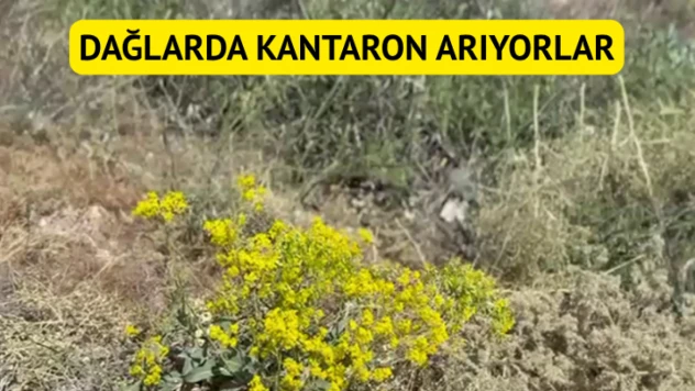 Dağlarda kantaron arıyorlar