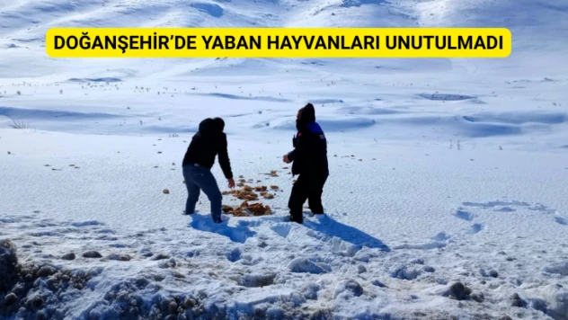 Doğanşehir'de yaban hayvanları unutulmadı