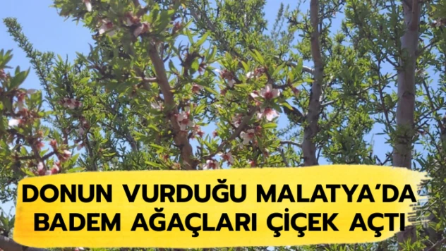 Donun vurduğu Malatya'da badem ağaçları çiçek açtı