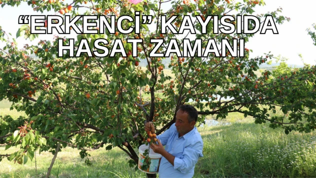 'Erkenci' kayısıda hasat zamanı