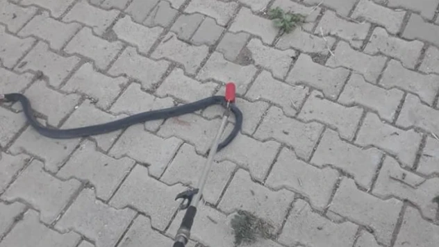 Eve giren yılanı itfaiye yakaladı
