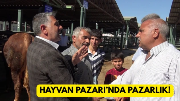 Hayvan Pazarı'nda pazarlık!