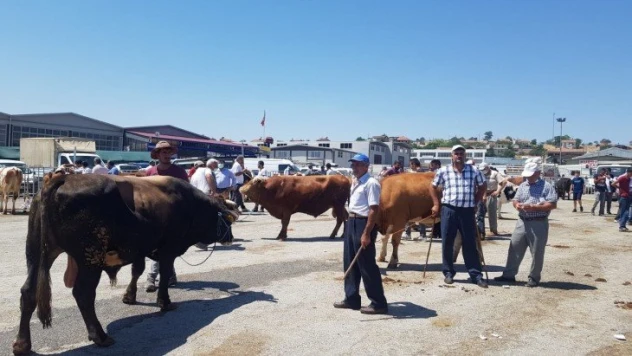 Hayvan pazarında sıkı pazarlıklar sürüyor