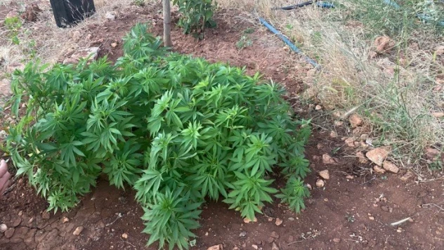 Jandarma zehir tacirlerine göz açtırmıyor