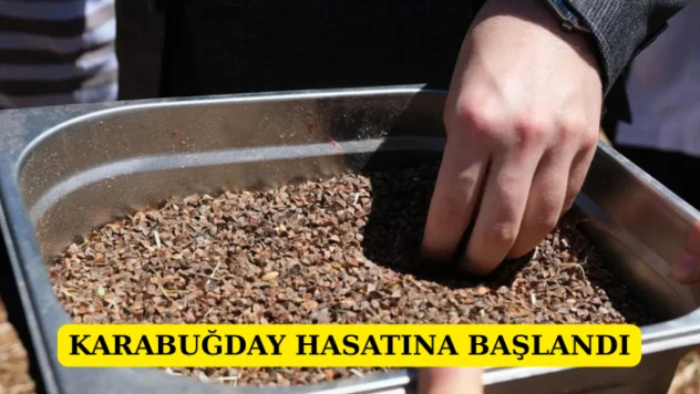 Karabuğday hasatına başlandı