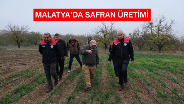 Malatya'da safran üretimi