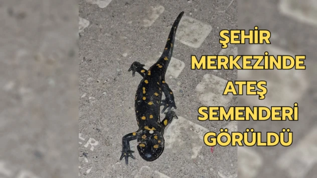 Malatya şehir merkezinde ateş semenderi görüldü