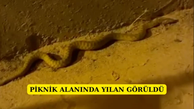 Piknik alanında yılan görüldü