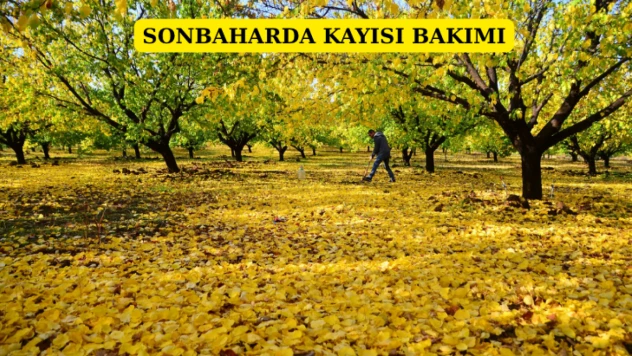 Sonbaharda kayısı bakımı