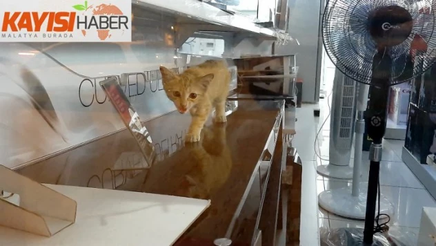 Yaramaz minik kedi iş yerinde mahsur kaldı