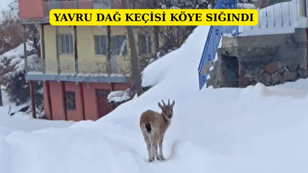 Yavru dağ keçisi köye sığındı